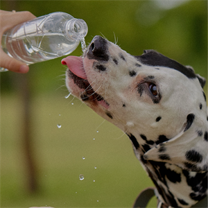 Canicross con tu perro: deporte que fortalece el vínculo