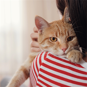 Cómo ayudar a tu gato con la ansiedad por separación