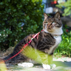 Arnés para gatos: ¿realmente necesitan pasear?