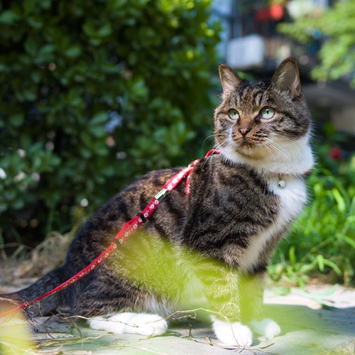 Arnés para gatos: ¿realmente necesitan pasear?