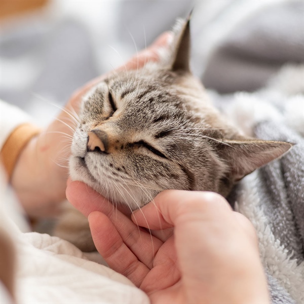 ¿Dónde les gusta a los gatos que los acaricien?