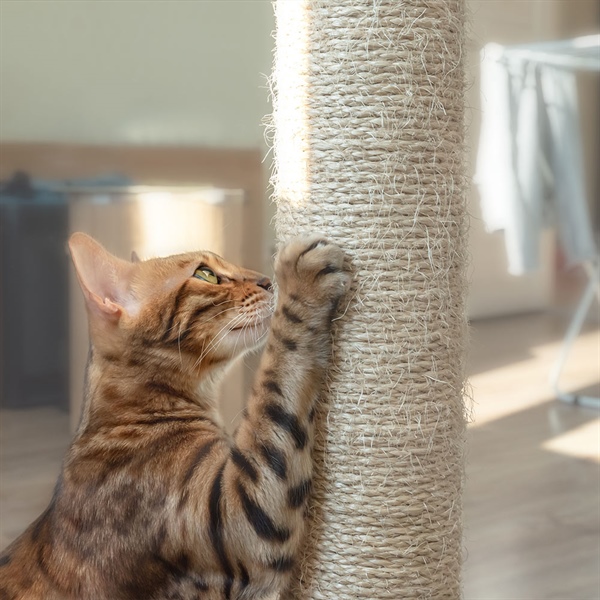 ¿Debo cortar las uñas de mi gato? Guía práctica