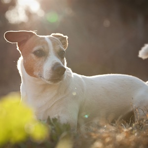 ¿Cuántos años humanos tiene tu perro? Descúbrelo aquí