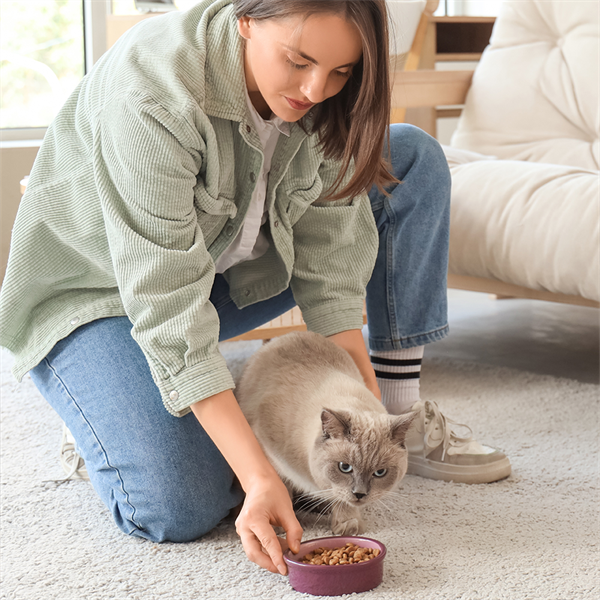 Por qué los gatos son carnívoros estrictos y su dieta ideal