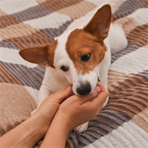 Olores que tu perro adora: cómo usarlos para entrenamiento