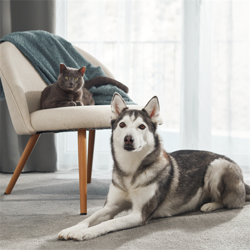 Cómo lograr una buena convivencia entre perros y gatos