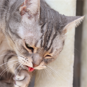 ¿Tu gato estornuda con frecuencia? Aquí te explicamos por qué
