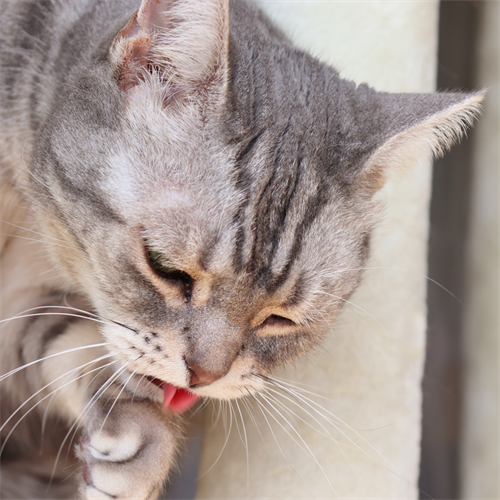 ¿Tu gato estornuda con frecuencia? Aquí te explicamos por qué