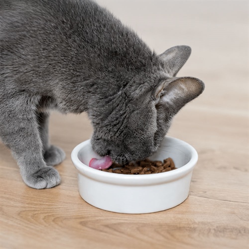 Alimento húmedo para gatos: hidratación y bienestar