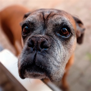 Canas en perros: cuándo aparecen y por qué salen
