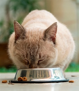 Pelo saludable en gatos: Omega 3, 6 y biotina