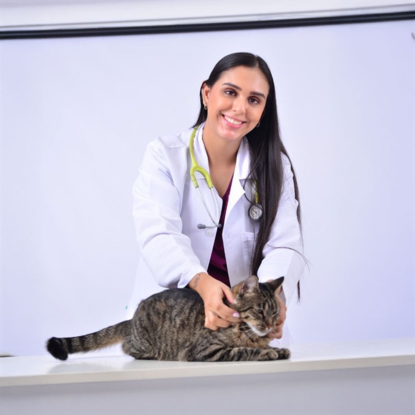 Vacaciones con gatos: cómo evitar el estrés