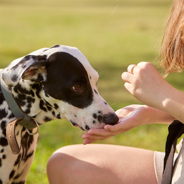 Nutriss Sabe: cómo hacer que tu perro disfrute cada comida