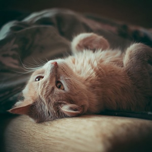Alimento para gatos castrados: cómo elegir la dieta ideal