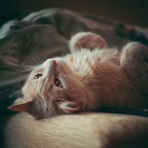 Alimento para gatos castrados: cómo elegir la dieta ideal