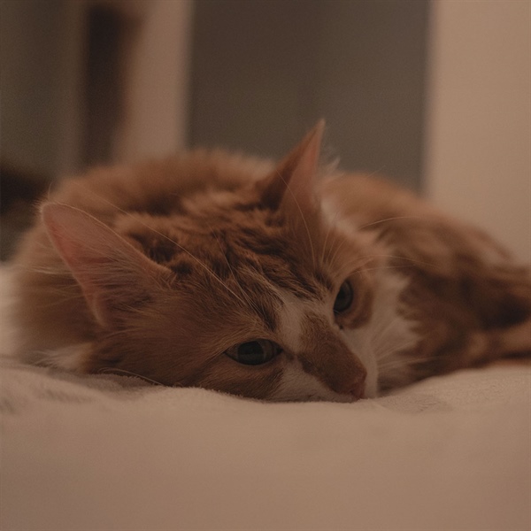 Nutriss Sabe: por qué algunos gatos dejan comida en el plato