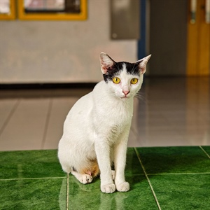Nutriss Sabe: por qué tu gato pide comida aunque ya comió