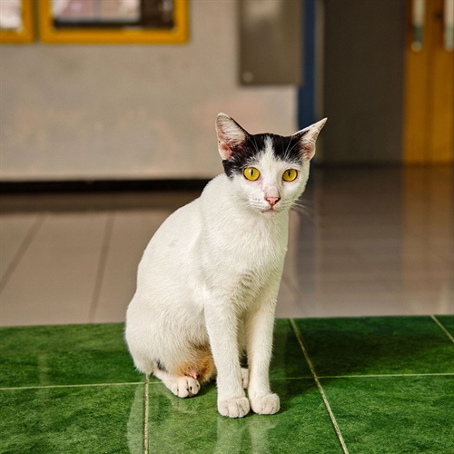 Nutriss Sabe: por qué tu gato pide comida aunque ya comió