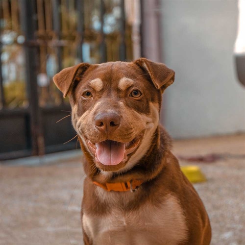 ¿Tu perro come lo que realmente necesita?