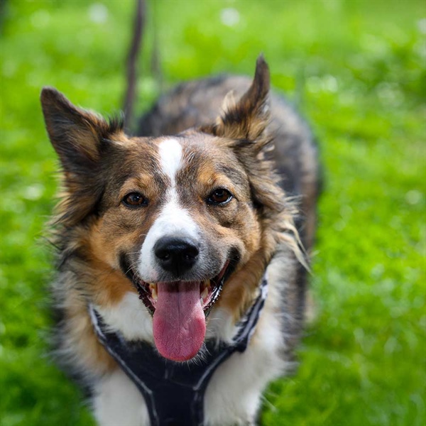Gusano barrenador en perros: prevención y cuidado integral