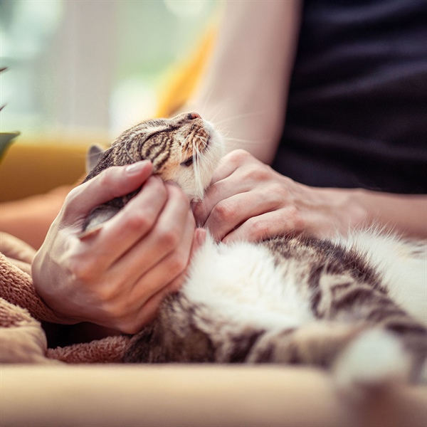 ¿Cuántos años vive un gato? Factores que influyen