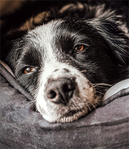 ¿Tu perro está cansado? Cómo recuperar su vitalidad