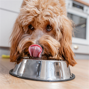 Agresividad con la comida en perros: cómo prevenirla