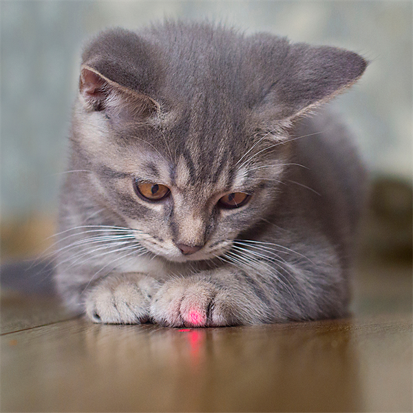 Puntero láser para gatos: ¿juego seguro o riesgo?