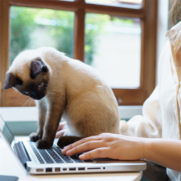 ¿Por qué mi gato se sube al teclado? Cómo evitarlo
