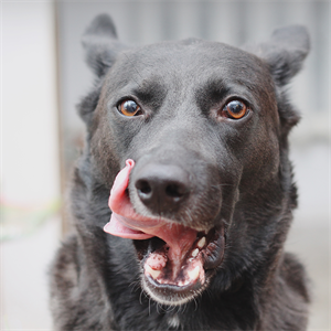 Cómo leen el mundo los perros: 5 sentidos que los hacen únicos