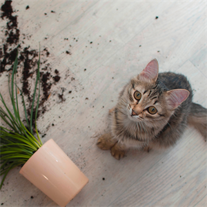 ¿Por qué los gatos tiran cosas al suelo?