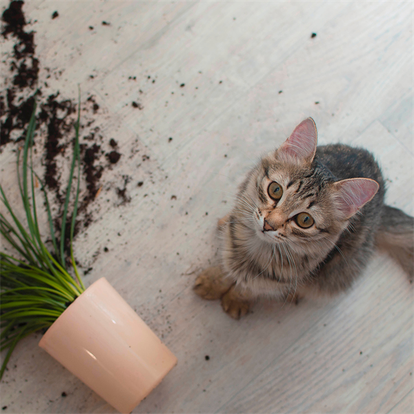 ¿Por qué los gatos tiran cosas al suelo?