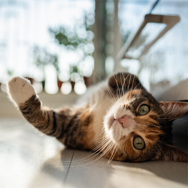 Lenguaje felino: cómo entender a tu gato