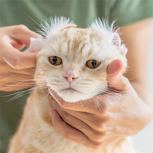 Cómo limpiar las orejas de tu gato de forma segura