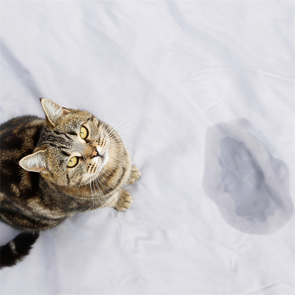 Olor a orina de gato: cómo eliminarlo y prevenirlo