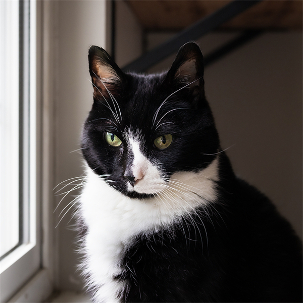 Gatos senior: cómo cuidar su nueva etapa de vida