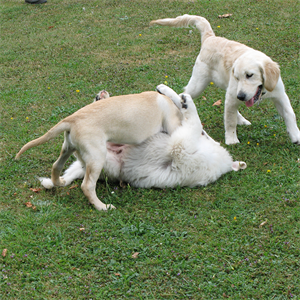 ¿Por qué los perros montan? Entiende su comportamiento