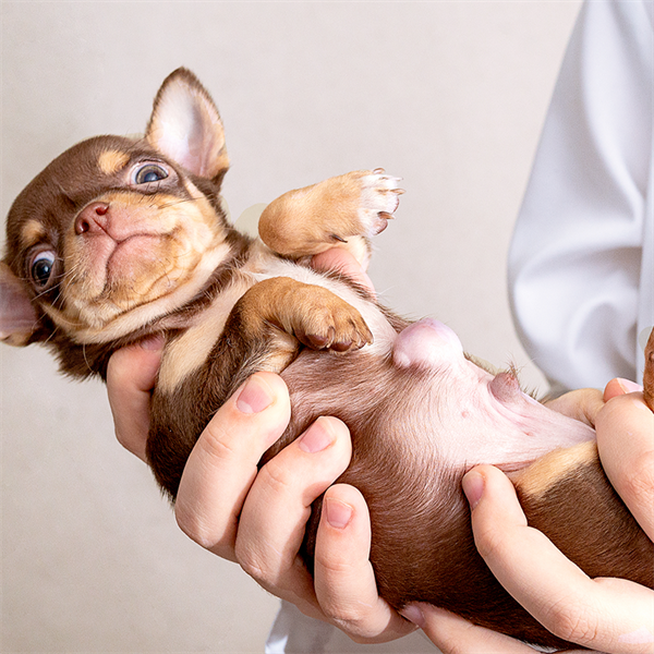 Hernia umbilical en perros: causas y cuidados