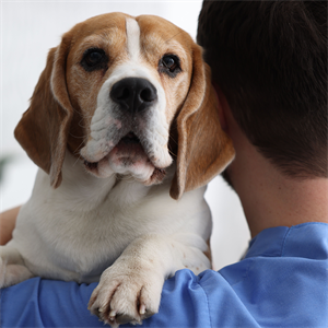 Proteinuria en perros: causas y señales de ale