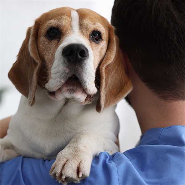 Proteinuria en perros: causas y señales de ale