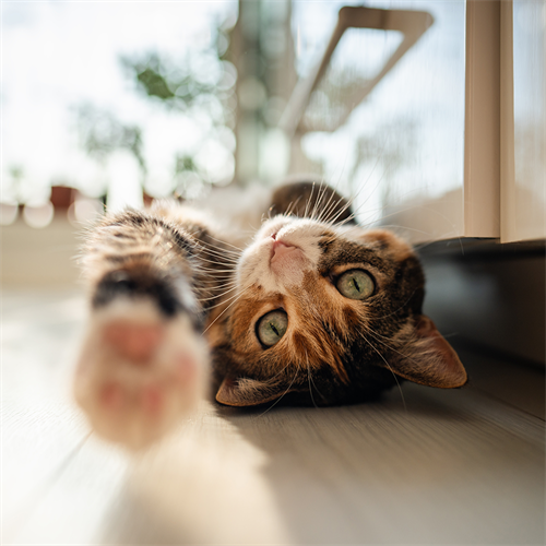 ¿Los gatos reconocen su nombre? Descubre cómo aprenden