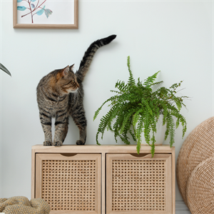 Gatos zoomies: ¿por qué corren de repente?