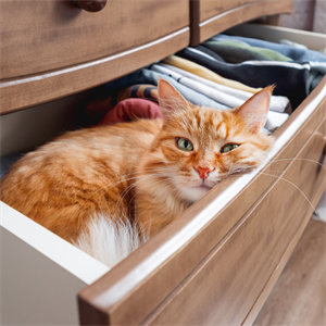 ¿Los gatos pueden sonreír? Aprende a entenderlos