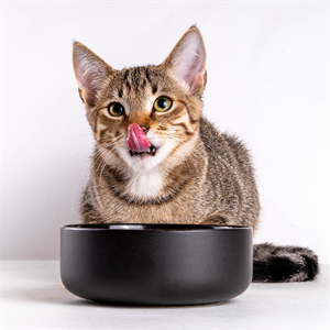 Cómo elegir alimento para un gato exigente