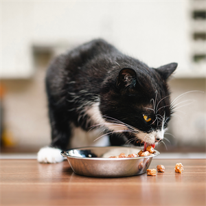 ¿Nutriss es bueno para gatos? guía para elegirlo