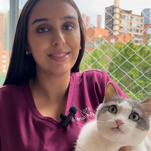 Gato feliz y saludable: señales que debes conocer
