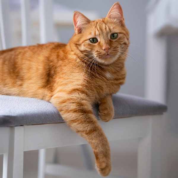 Osteodistrofia en gatos: causas y cuidados óseos