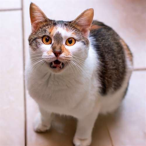 ¿Por qué mi gato me muerde? 7 razones para entenderlo