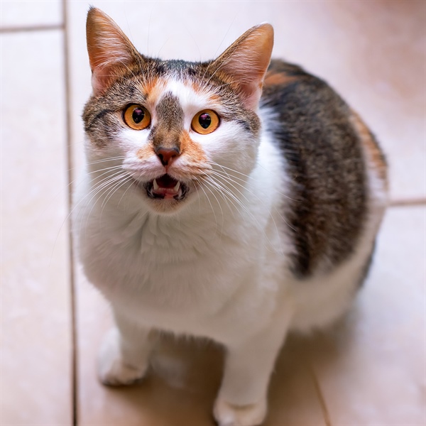 ¿Por qué mi gato me muerde? 7 razones para entenderlo