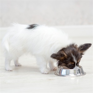 Dudas frecuentes sobre Nutriss para perros: guía completa